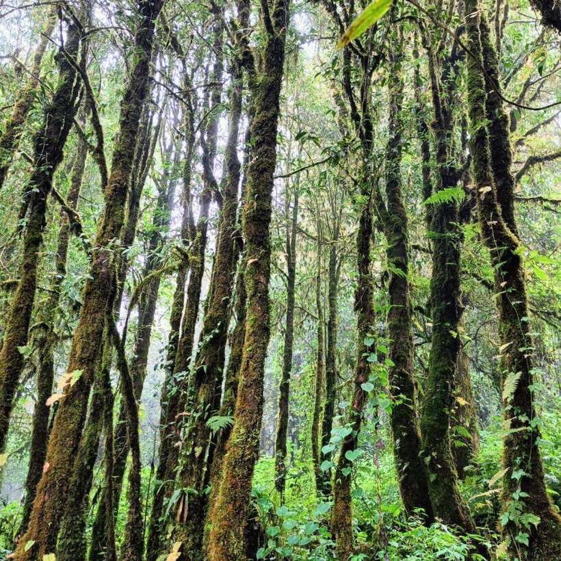 Chiang Mai: Doi Inthanon National Park & Waterfall Day Tour - Mae Klang Luang: Karen hill tribes, terrace rice, and fresh coffee