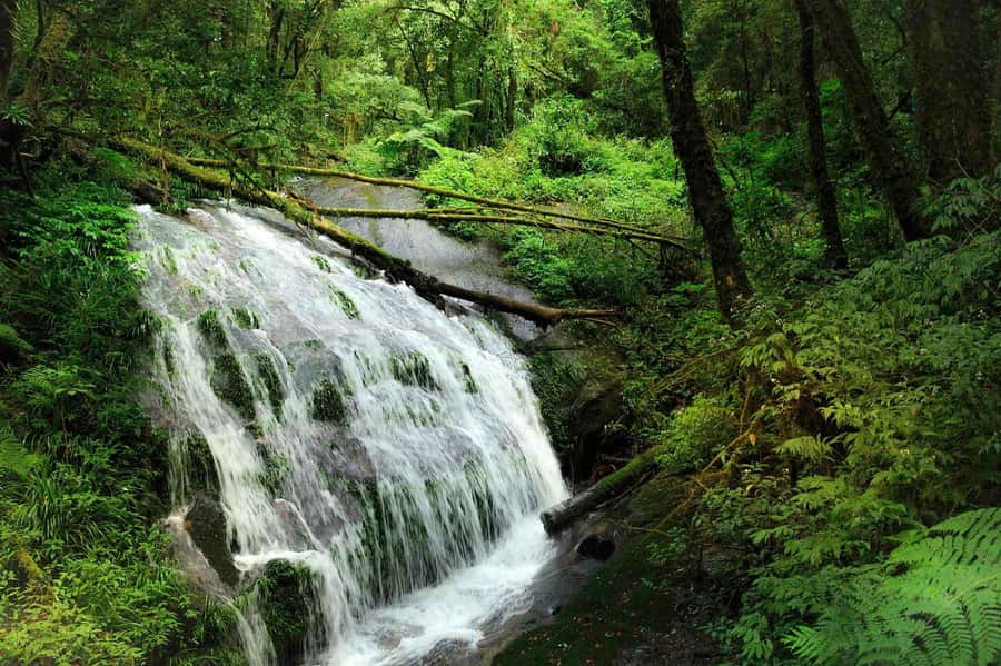 Chiang Mai: Doi Inthanon National Park, Waterfall & Lunch - Doi Inthanon: Thailand’s Roof, in one day