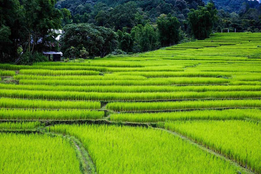 Chiang Mai: Doi Inthanon National Park, Waterfall & Lunch - Small-group service: guides make the difference