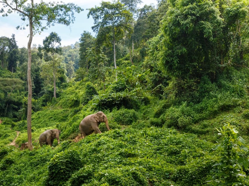 Chiang Mai: Doi Inthanon Park and Pha Dok Siew Trail Trek - Key highlights worth penciling in