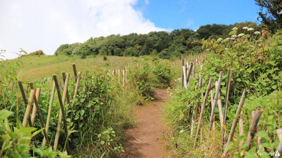 Chiang Mai: Doi Inthanon Park Day Trip with Kiw Mae Pan Hike - Morning Pickup and The Long Drive Up Into Cooler Air