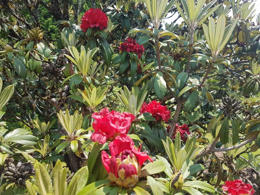 Chiang Mai: Doi Inthanon Park Day Trip with Kiw Mae Pan Hike - Kew Mae Pan Nature Trail: The Hike That Changes the Day