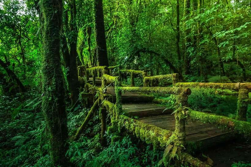 Chiang Mai: Doi Inthanon Park Tour & Kew Mae Pan Trail Hike - Should you book this Doi Inthanon tour with Kew Mae Pan?