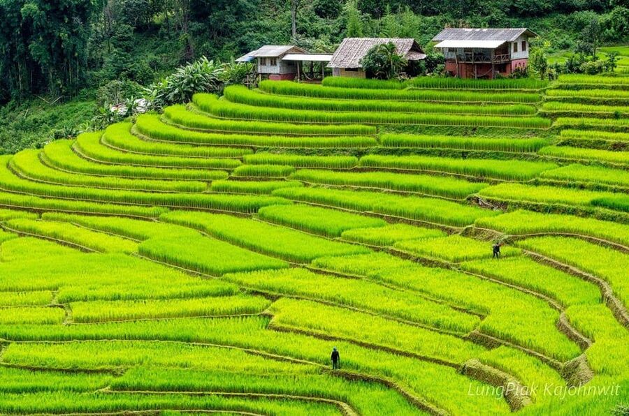 Chiang Mai Doi Inthanon Park Waterfall Pure Sightseeing Tour - Guides and drivers: what the best days feel like