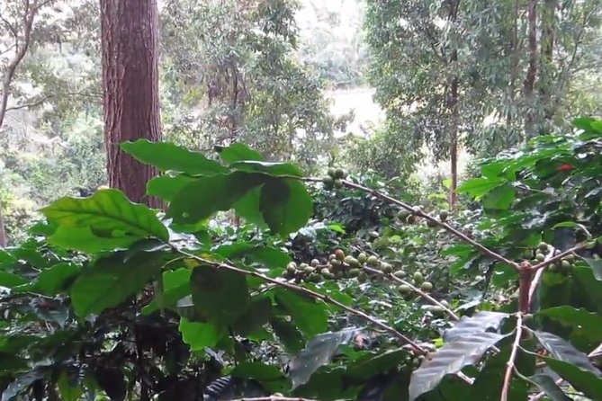 CHIANG MAI: Doi Inthanon-Trekking Pha Dok Seaw-Waterfall-Lunch - Trekking to the waterfall: pace, walking sticks, and what to watch