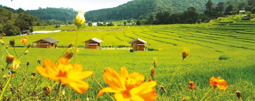 Chiang Mai: Doi Inthanon Trip with Pha Dok Siew Guided Trek - National park fee options, and why your ticket detail matters