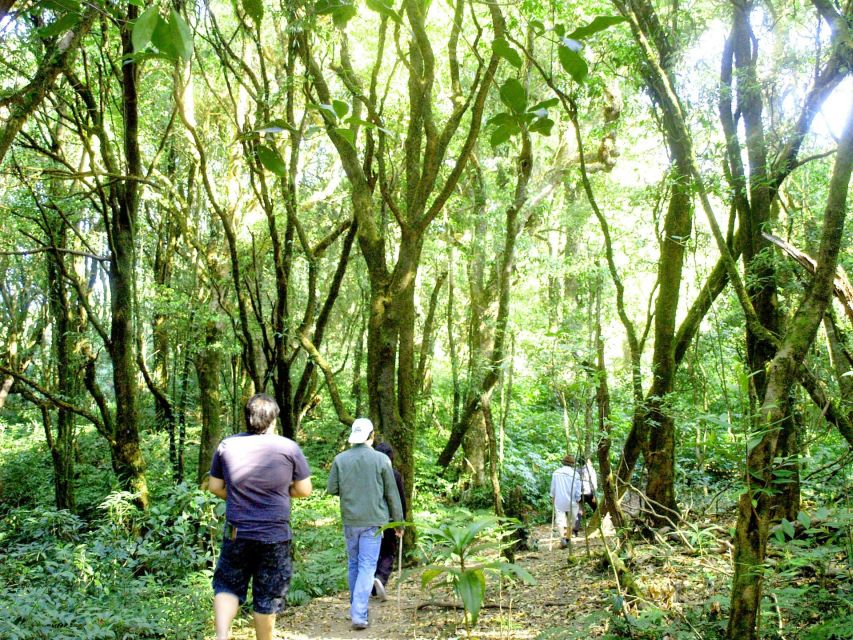 Chiang Mai: Doi Inthanon, Waterfalls, & Tribal Villages Tour - Lunch, group pace, and the comfort question