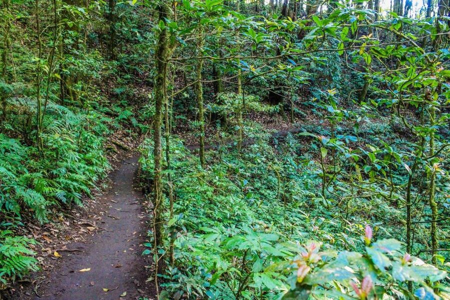 Chiang Mai: Doi Inthanon, Waterfalls, & Tribal Villages Tour - Guides make the day: the names to watch for