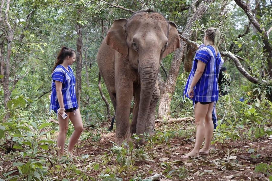 Chiang Mai: Elephant Dream Project Sanctuary - Half-Day - Getting the most out of JJ and the team