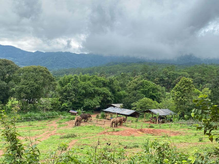 Chiang Mai: Elephant Dream Project Sanctuary - Half-Day - Elephant Dream Project Sanctuary in Chiang Mai: what makes it different