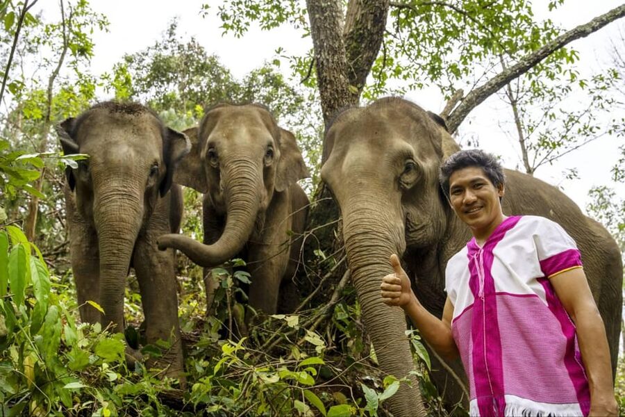 Chiang Mai: Elephant Dream Project Sanctuary - Half-Day - Feeding elephants and walking in the jungle habitat