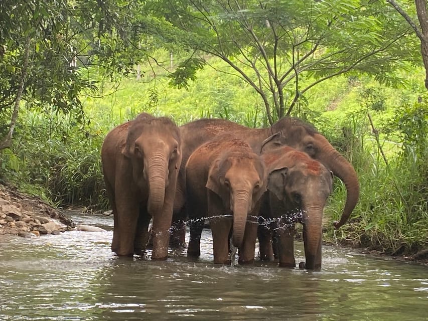 Chiang Mai: Elephant Dream Project Sanctuary - Half-Day - Watching river time and keeping the right distance