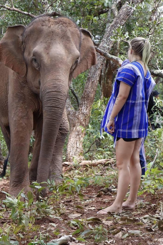 Chiang Mai: Elephant Dream Project Sanctuary - Half-Day - Lunch and village time: why the half-day still feels complete