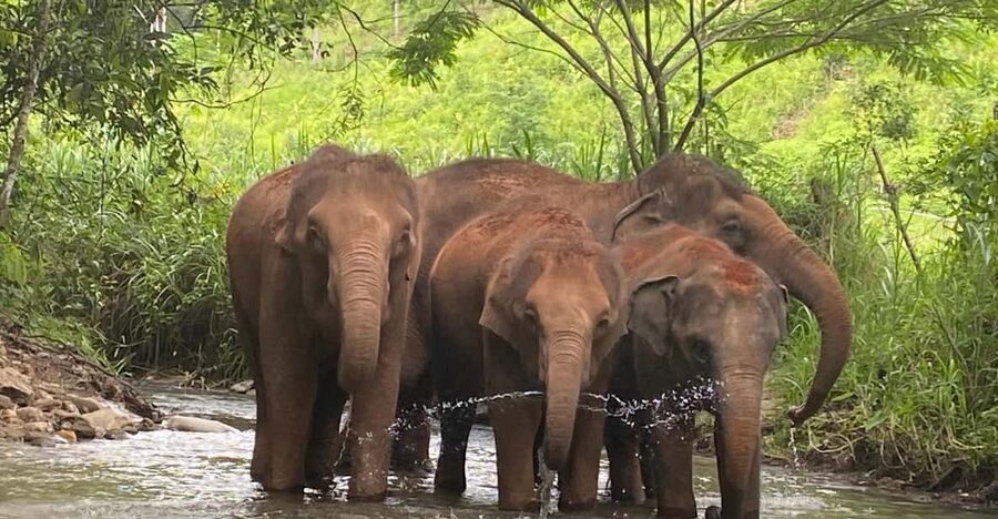 Chiang Mai: Elephant Dream Project Sanctuary - Half-Day - Price and value: what about $51 per person actually covers
