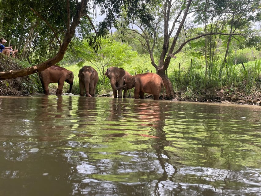 Chiang Mai: Elephant Dream Project Sanctuary - Half-Day - What to pack: keep it simple, pack for jungle reality