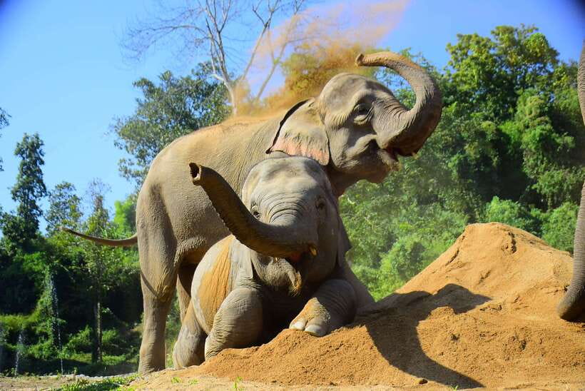 Chiang Mai: Elephant Feeding Experience - Ethics and care: what “retirement park” means in practice