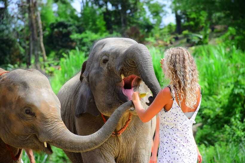 Chiang Mai: Elephant Feeding Experience - Who this experience fits best in Chiang Mai