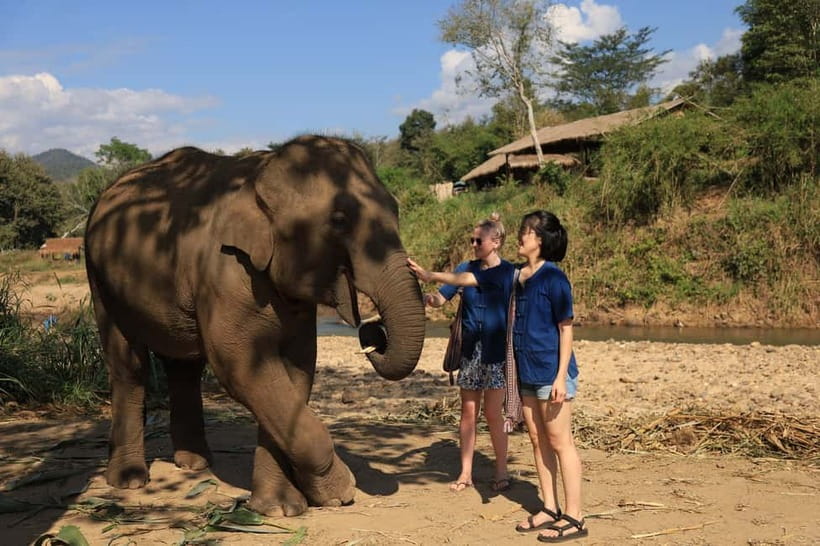Chiang Mai: Elephant Sanctuary Bamboo Raft & Padthai Cooking - Vegetarian Pad Thai workshop: fun cooking, real lunch