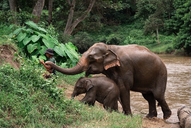 Chiang Mai Elephant Sanctuary, Bamboo Rafting and Waterfall Tour - Key Highlights You’ll Care About