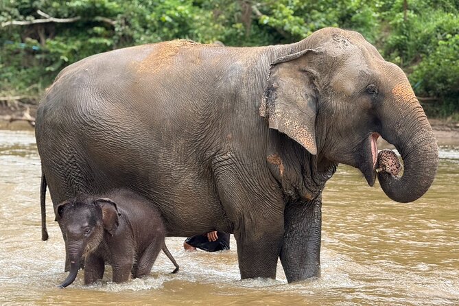 Chiang Mai Elephant Sanctuary, Bamboo Rafting and Waterfall Tour - Is It Worth $58.70? Lunch, Entrance Fees, and Real Value