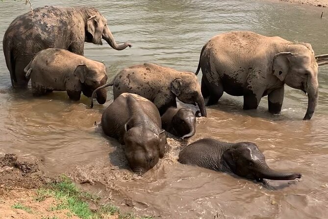 Chiang Mai Elephant Sanctuary, Bamboo Rafting and Waterfall Tour - Who This Tour Suits Best in Chiang Mai