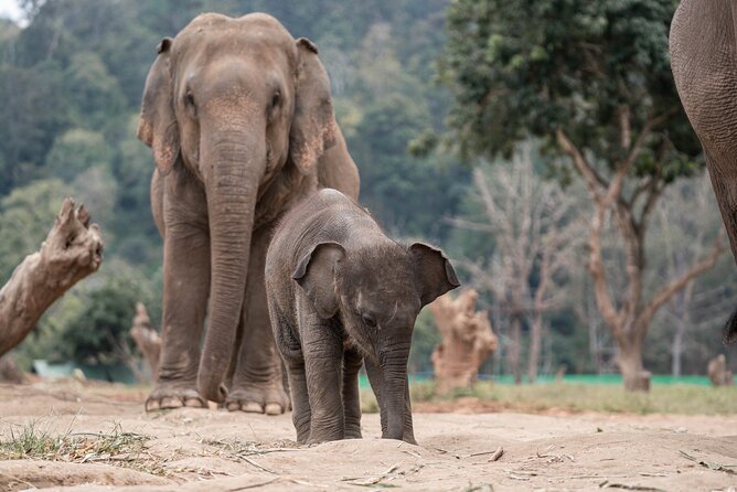 Chiang Mai Elephant Sanctuary, Bamboo Rafting and Waterfall Tour - Should You Book This Chiang Mai Elephant Sanctuary, Bamboo Rafting and Waterfall Tour?