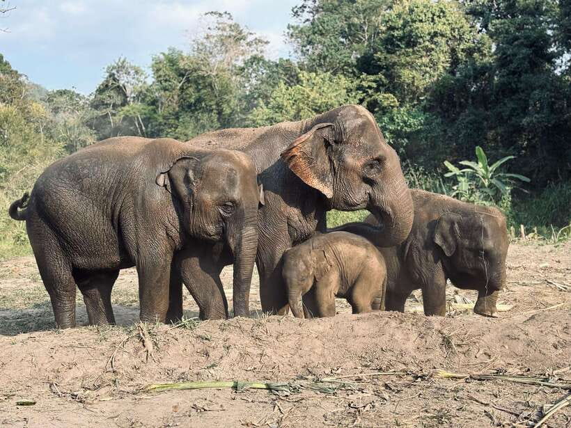 Chiang Mai: Elephant Sanctuary Feeding Program Half-Day Tour - Key things that make this tour worth your time