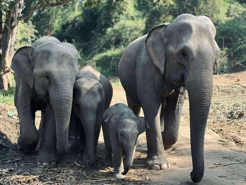 Chiang Mai: Elephant Sanctuary Feeding Program Half-Day Tour - Forest walk and herbal treats: learning you can actually use