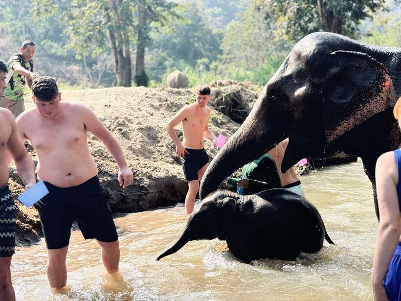Chiang Mai: Elephant Sanctuary Feeding Program Half-Day Tour - Who should book this half-day feeding tour