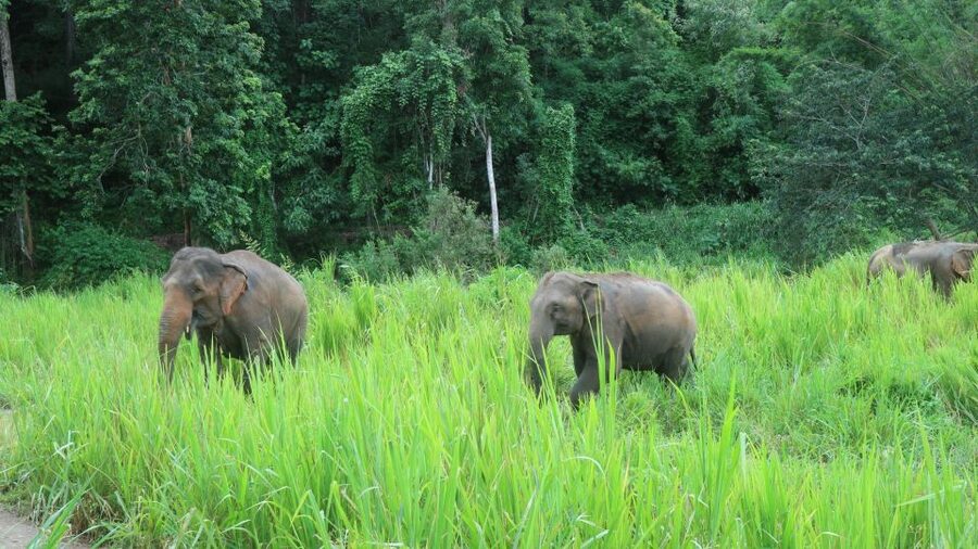 Chiang Mai: Elephant Sanctuary & Jungle Trek w/ Waterfall - Price and value: what $61 gets you and how to judge fairness
