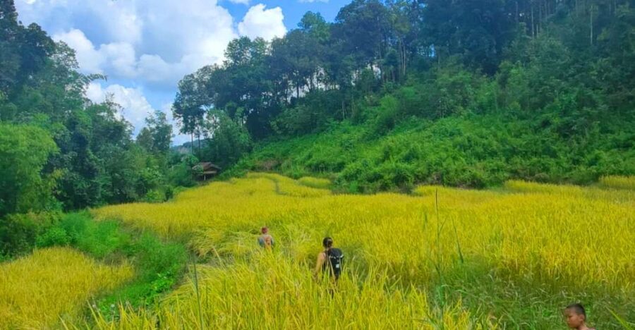 Chiang Mai: Elephant Sanctuary & Jungle Trek w/ Waterfall - Bamboo rafting on the Mae Wang River: what it feels like and what to wear