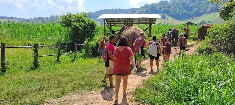 Chiang Mai: Elephant Sanctuary Local Hill Tribe Caretakers - Key things you should know before you go