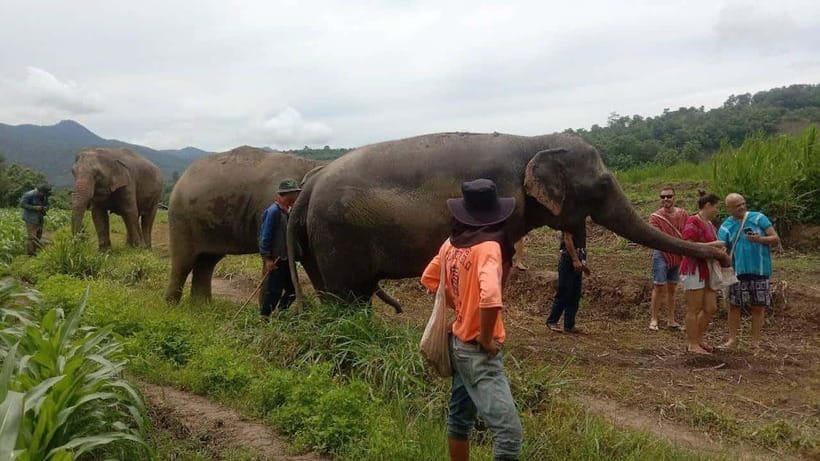 Chiang Mai: Elephant Sanctuary Local Hill Tribe Caretakers - Why this Chiang Mai elephant sanctuary feels different