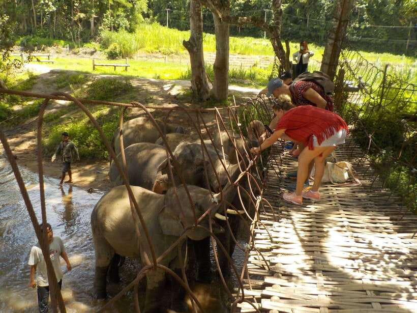Chiang Mai: Elephant Sanctuary Local Hill Tribe Caretakers - Price and value: is $51 a fair deal for this kind of day?