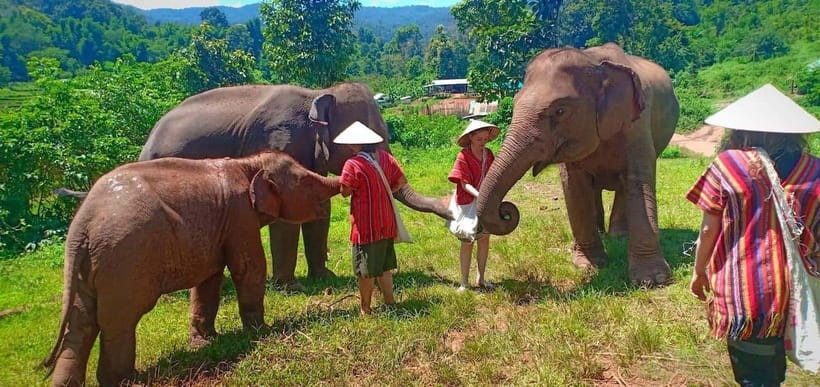 Chiang Mai: Elephant Sanctuary Local Hill Tribe Caretakers - Morning pickup, a calm start, and that 1-hour drive to the camp