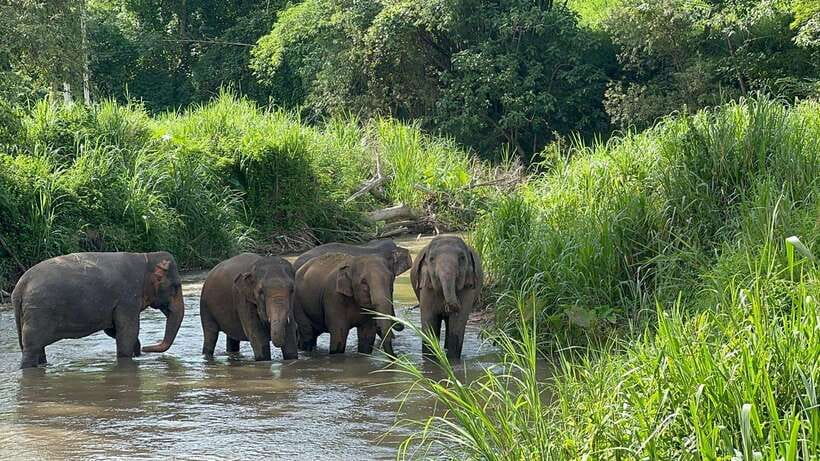 Chiang Mai: Elephant Sanctuary, Monk Trail & Doi Suthep Tour - Key things to know before you go