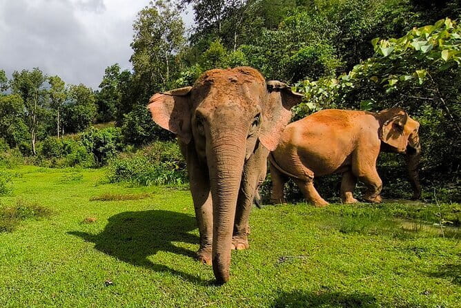 Chiang Mai Elephant Sanctuary Observation and Bamboo Rafting - Key highlights to look for
