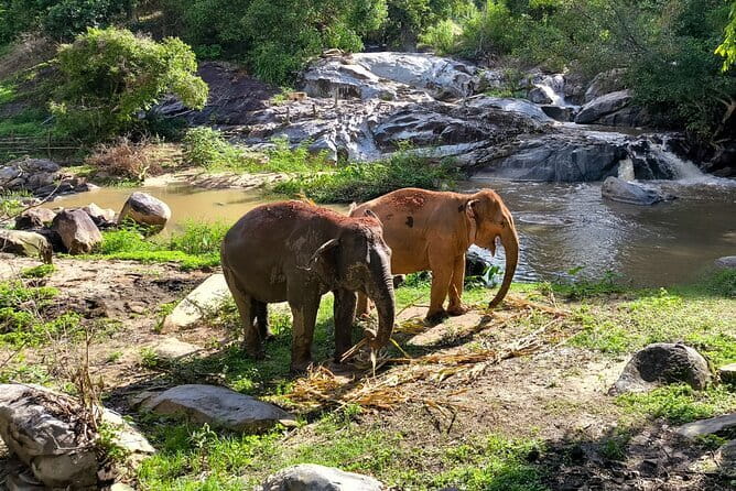 Chiang Mai Elephant Sanctuary Observation and Bamboo Rafting - What to bring (and what you can skip)