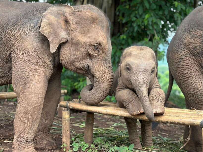 Chiang Mai: Elephant Sanctuary, Waterfall & Bamboo Rafting - Key highlights worth caring about