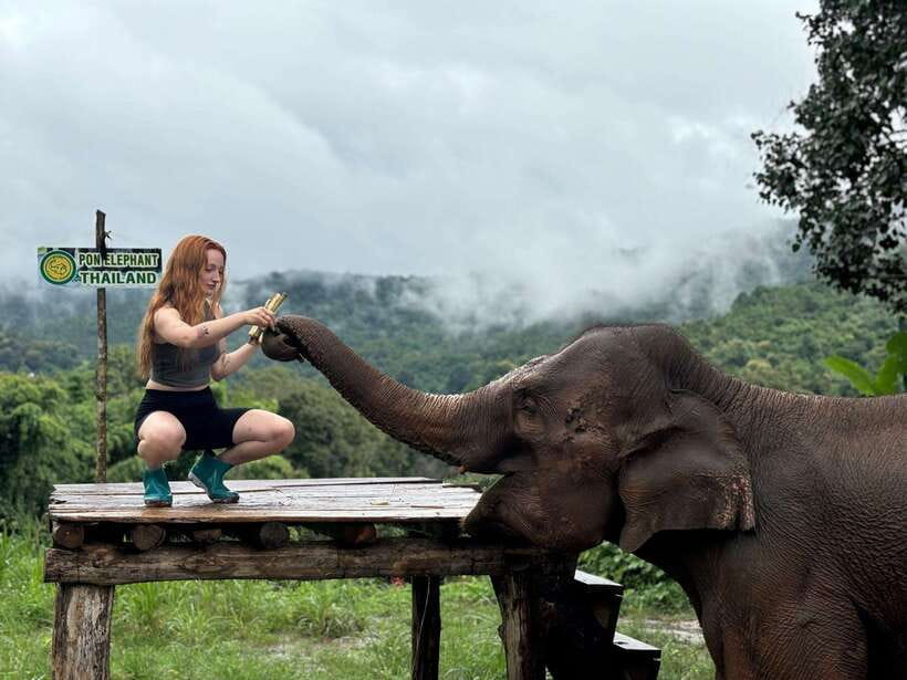 Chiang Mai: Elephant Sanctuary, Waterfall & Bamboo Rafting - Pon Elephant Thailand: briefing, first contact, and banana-feeding etiquette