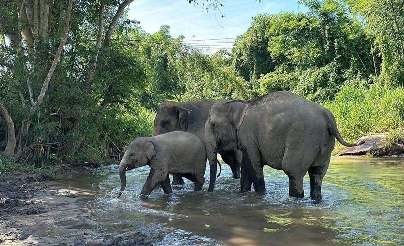 Chiang Mai: Elephant Sanctuary, Waterfall & Bamboo Rafting - River bathing with elephants: the part that feels most human