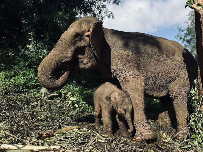 Chiang Mai: Elephant Sanctuary, Waterfall & Bamboo Rafting - Getting there: pickup, the meeting point, and the drive southwest