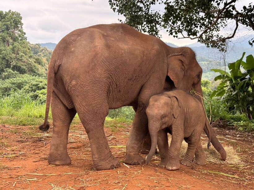 Chiang Mai: Elephant Sanctuary & Waterfall Group Tour - The Best Part: A Day That Feels Like Jungle Time, Not a Show