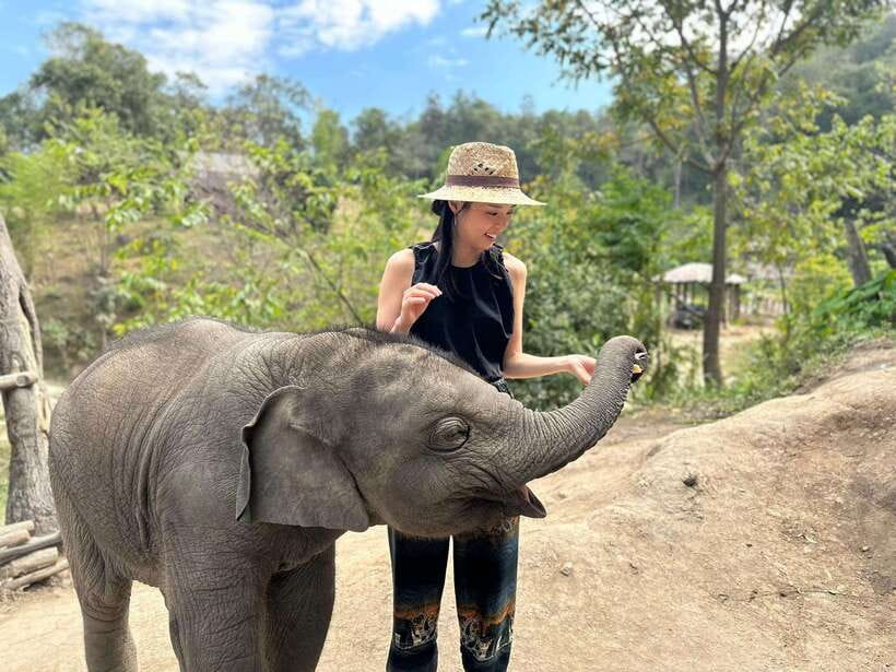 Chiang Mai: Elephant Sanctuary & Waterfall Group Tour - Feeding, Touching, and Walking With Elephants (The Care-First Part)
