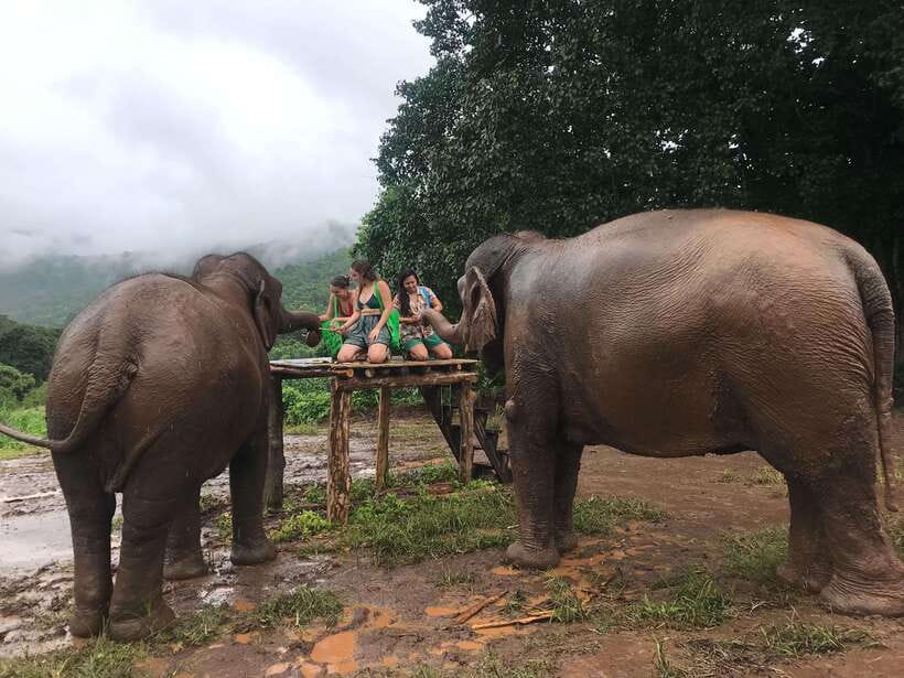 Chiang Mai: Elephant Sanctuary & Waterfall Group Tour - Mae Wang Waterfall: Jungle Walk, Safety First, and a Real Cooling Reward