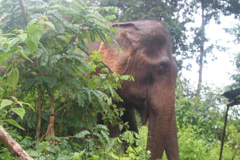 CHIANG MAI ELEPHANT VILLAGE SANCTUARY JUNGLE ADVENTURE - The Elephant Encounter: Gentle Giants, Mahout Supervision, and Calm Rules