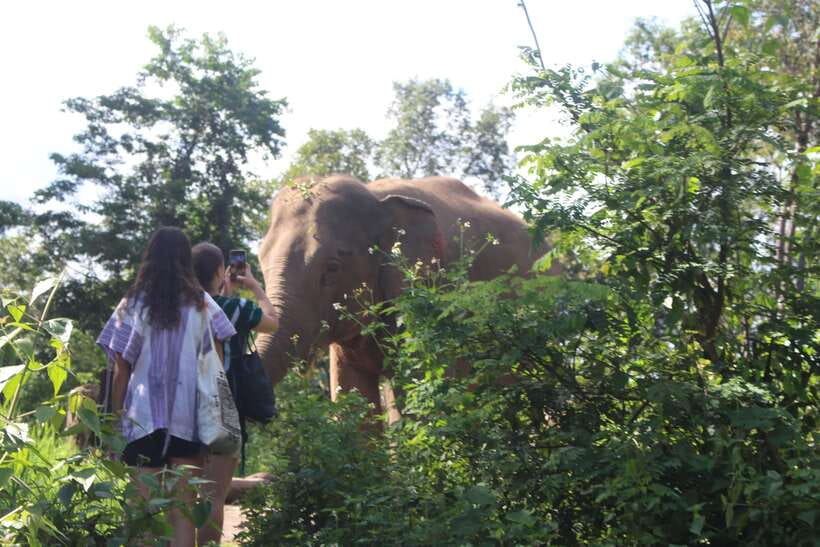 CHIANG MAI ELEPHANT VILLAGE SANCTUARY JUNGLE ADVENTURE - Jungle Safari Style Walking, Plus Elephant Facts That Stick