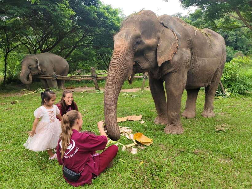 Chiang Mai: Elephants, Sticky Waterfalls, Market and Temple - Key highlights you will feel in your day
