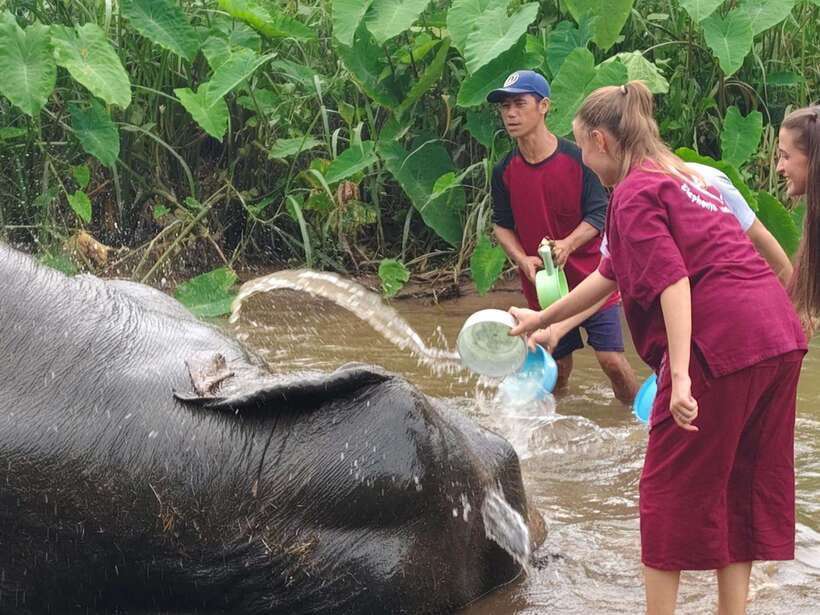 Chiang Mai: Elephants, Sticky Waterfalls, Market and Temple - Mae Kha Rua market: food, rural life, and the courage to try insects