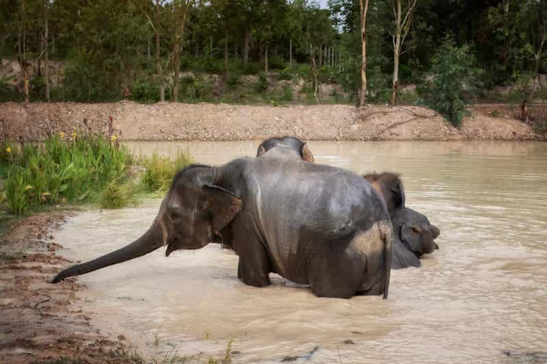 Chiang Mai: Ethical Elephant Encounter Feeding Program - Key Things You’ll Notice